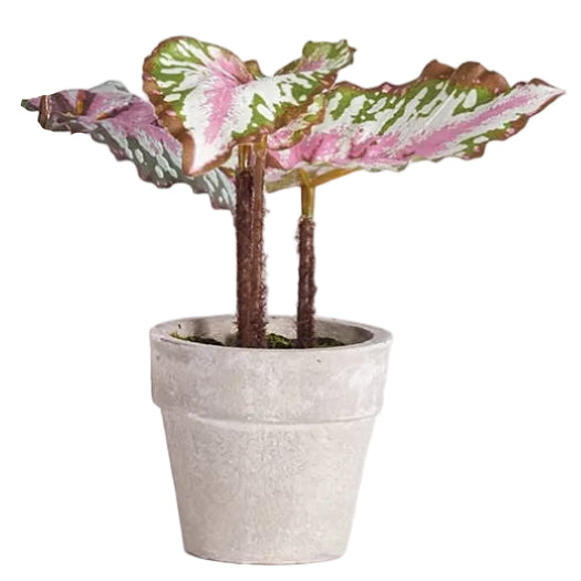 Napa Potted Faux Mini Begonia - 5.5"